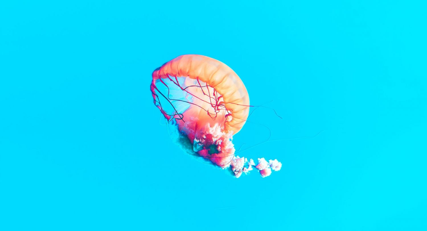 Vie-Environnement_Pathum-Danthanarayana_Unsplash.jpg