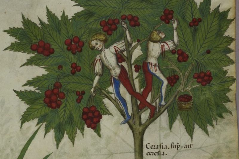 DES APRÈS-MIDI SOUS LES ARBRES