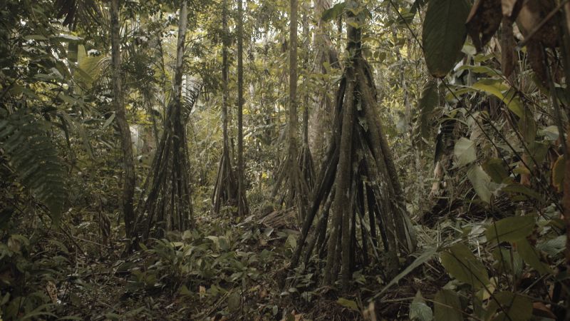 La lune est en Amazonie
