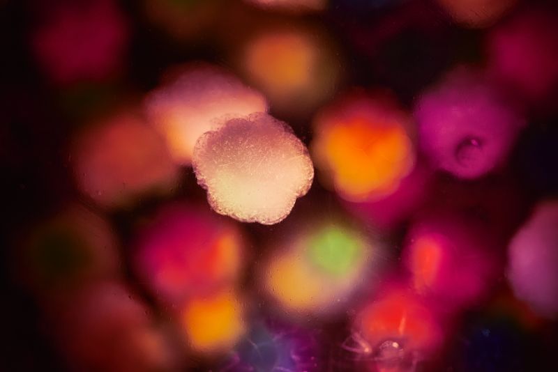 Rencontres Science et Poésie / Les origines et l’évolution du vivant : un conte de faits
