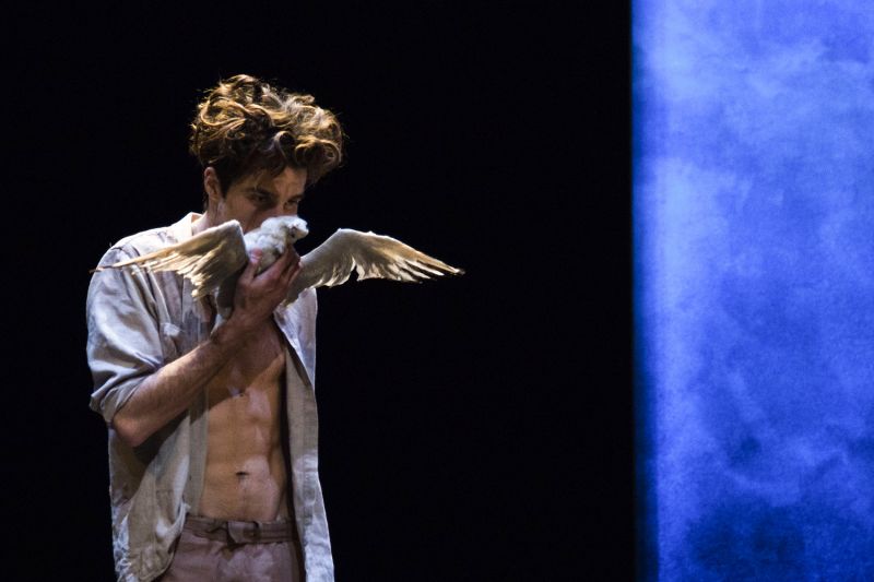 THE SEAGULL