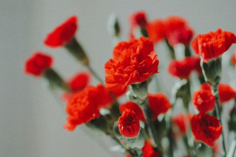 50TH ANNIVERSARY OF THE CARNATION REVOLUTION