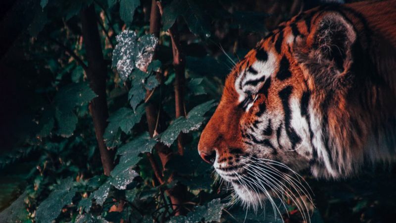 Soirée Art et Science : le lien entre l’homme et l’animal